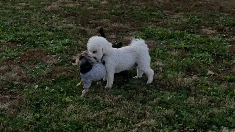 Dog Park Melvin Price Memorial Park - Swansea, IL