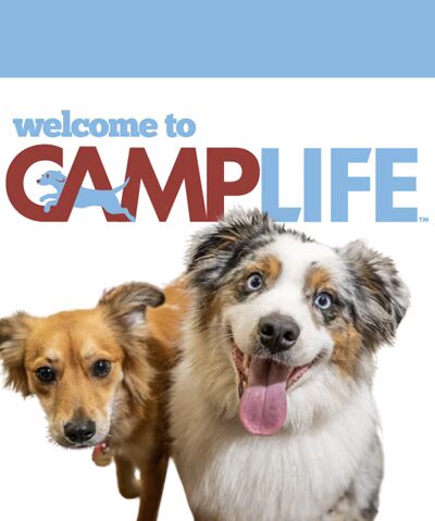 Camp Bow Wow Swansea MA - Swansea, MA