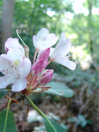 Crum Woods - Swarthmore, PA