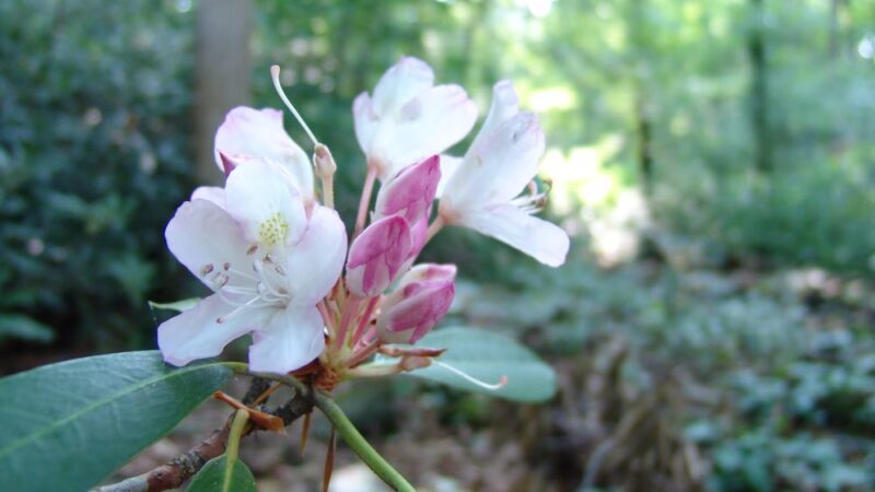 Crum Woods - Swarthmore, PA