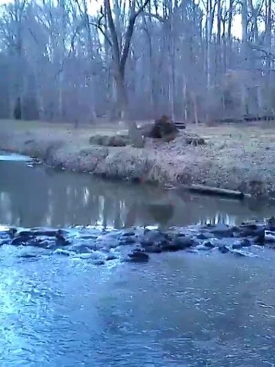 Crum Woods - Swarthmore, PA