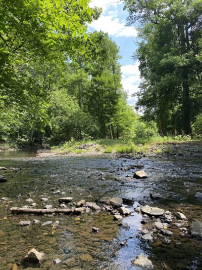 Crum Woods - Swarthmore, PA