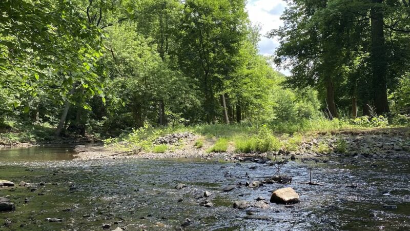 Crum Woods - Swarthmore, PA