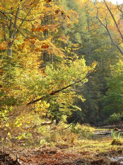 Crum Woods - Swarthmore, PA