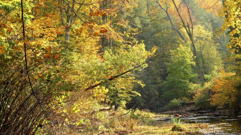 Crum Woods - Swarthmore, PA