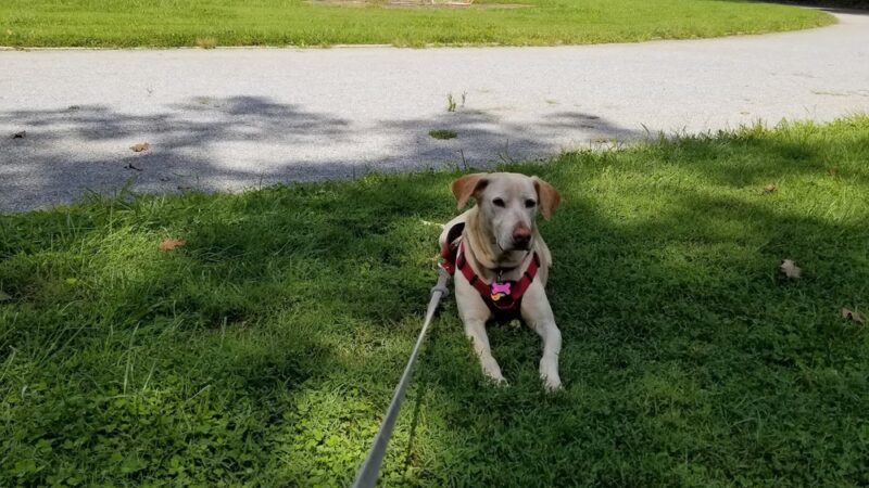 Paulson Park - Swarthmore, PA