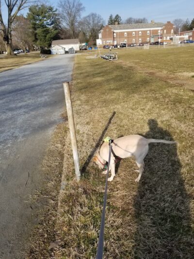 Paulson Park - Swarthmore, PA