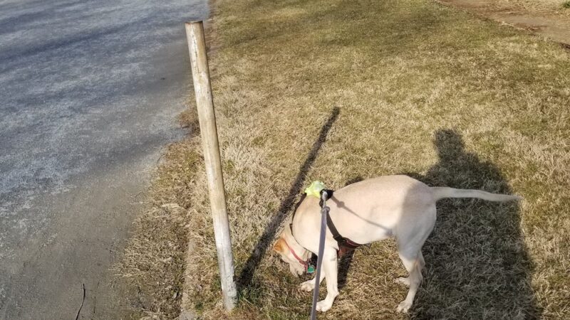 Paulson Park - Swarthmore, PA