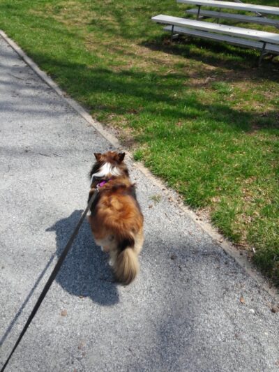 Paulson Park - Swarthmore, PA