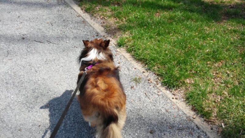 Paulson Park - Swarthmore, PA