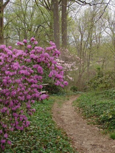 Rhododendron Collection - Swarthmore, PA