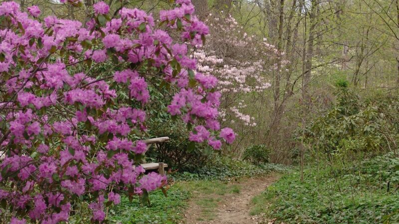 Rhododendron Collection - Swarthmore, PA