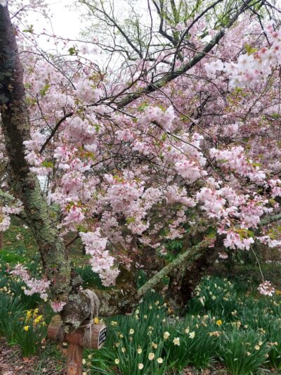 Scott Arboretum of Swarthmore College - Swarthmore, PA