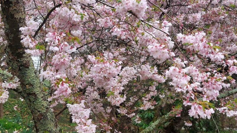 Scott Arboretum of Swarthmore College - Swarthmore, PA