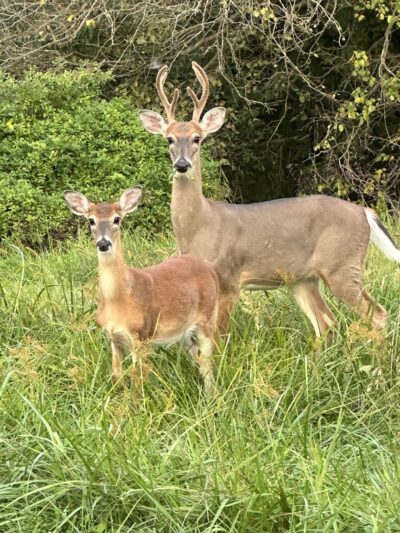 Carrie Dorsey Park - Sykesville, MD
