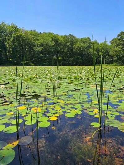 Piney Run Park - Sykesville, MD