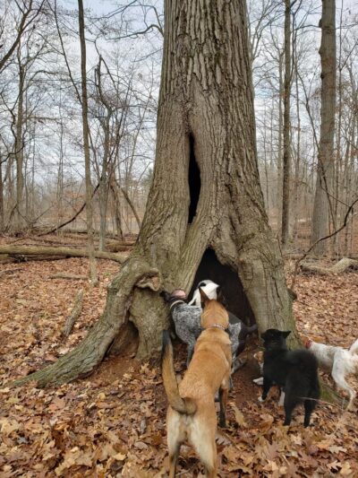 Spear Lake Nature Trail - Syracuse, IN