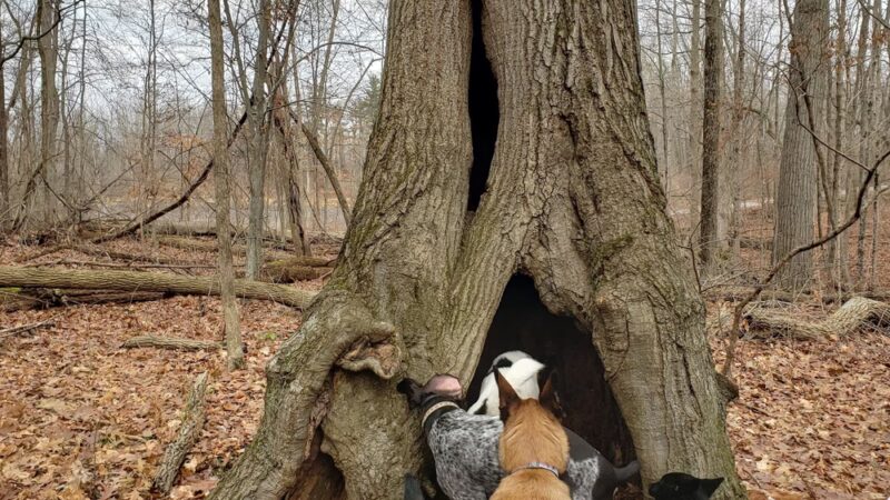Spear Lake Nature Trail - Syracuse, IN