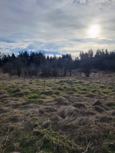 Naches Trail Preserve - Tacoma, WA