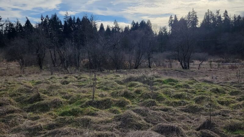 Naches Trail Preserve - Tacoma, WA
