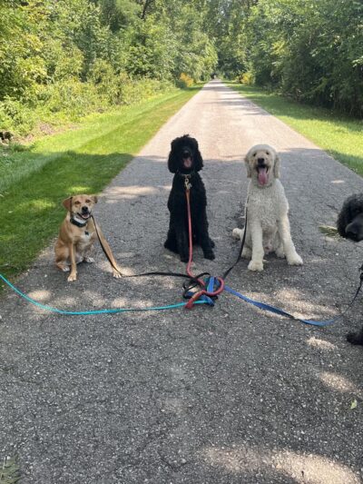 Tails N' Trails - ,