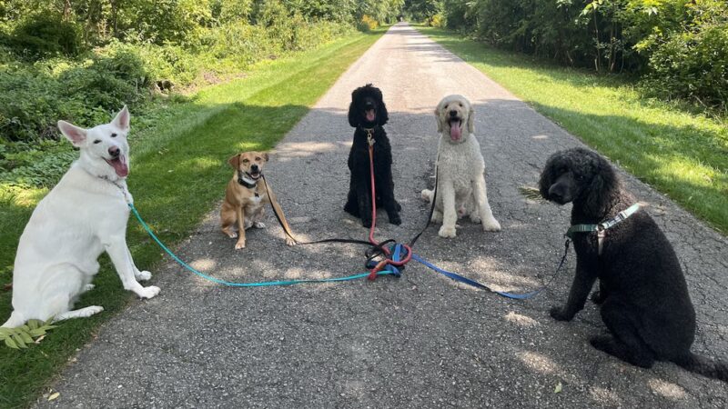 Tails N' Trails - ,