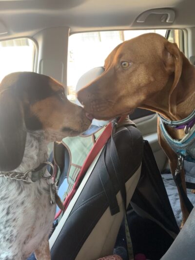 Tails N' Trails - ,