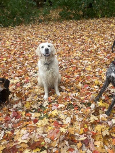 Tails N' Trails - ,