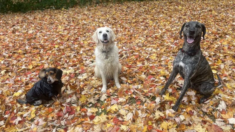 Tails N' Trails - ,