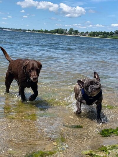 Tails N' Trails - ,