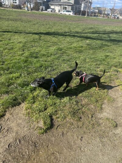 Bark Park - Talent, OR