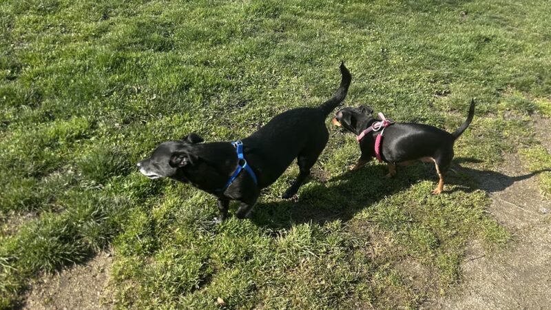 Bark Park - Talent, OR