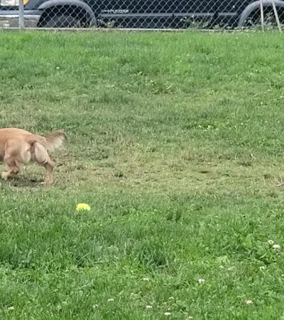 Bark Park - Talent, OR