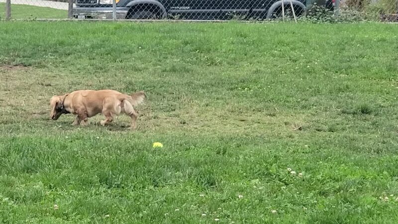 Bark Park - Talent, OR