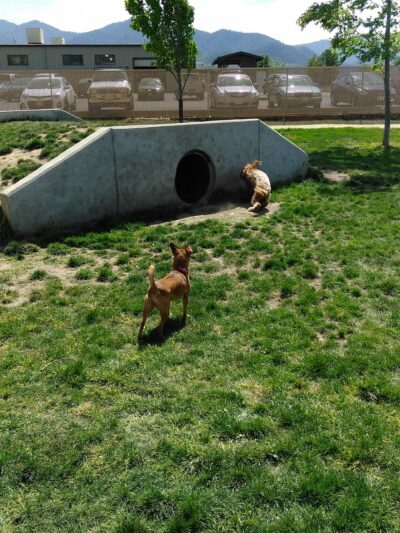 Bark Park - Talent, OR