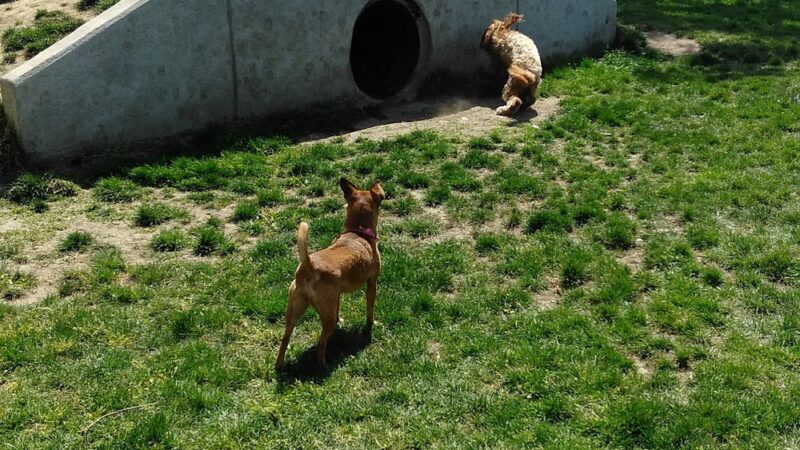 Bark Park - Talent, OR