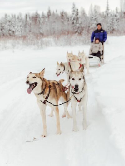 AK Sled Dog Tours - Talkeetna, AK
