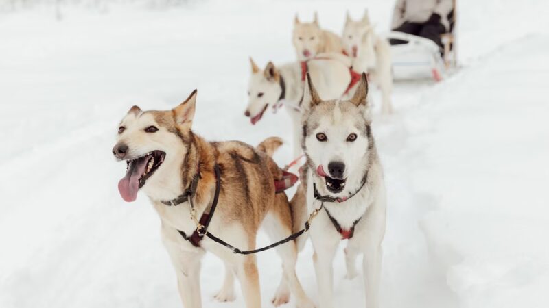 AK Sled Dog Tours - Talkeetna, AK
