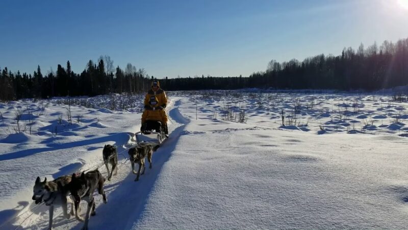 AK Sled Dog Tours - Talkeetna, AK