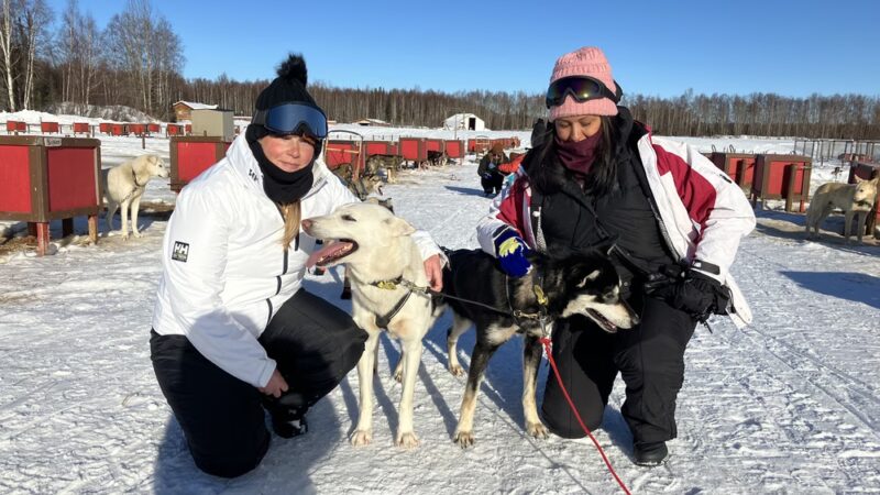 AK Sled Dog Tours - Talkeetna, AK
