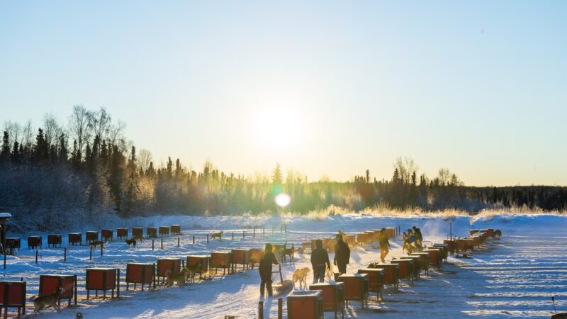 AK Sled Dog Tours - Talkeetna, AK