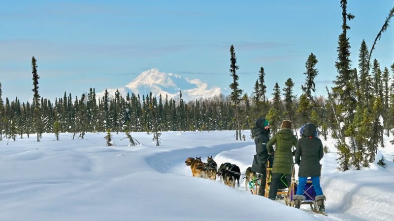 Susitna Sled Dog Adventures - Talkeetna, AK