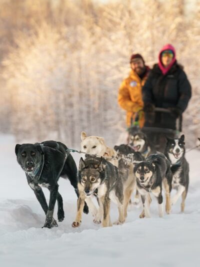 Susitna Sled Dog Adventures - Talkeetna, AK