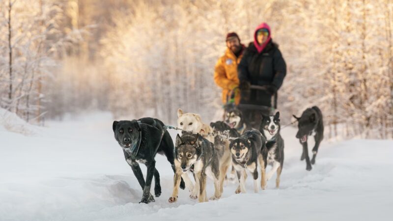 Susitna Sled Dog Adventures - Talkeetna, AK
