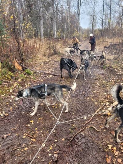Susitna Sled Dog Adventures - Talkeetna, AK