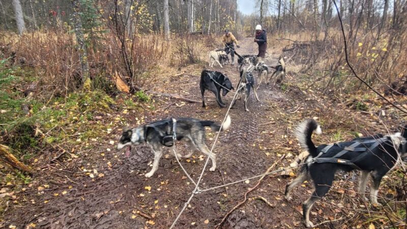 Susitna Sled Dog Adventures - Talkeetna, AK