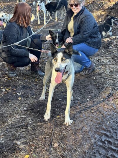 Susitna Sled Dog Adventures - Talkeetna, AK
