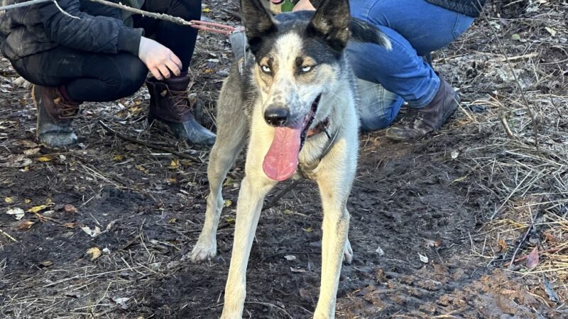 Susitna Sled Dog Adventures - Talkeetna, AK