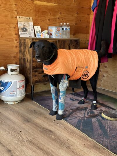 Susitna Sled Dog Adventures - Talkeetna, AK