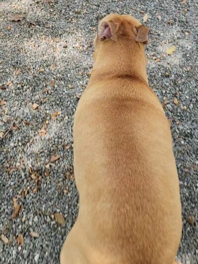 All Saints Dog Park - Tallahassee, FL